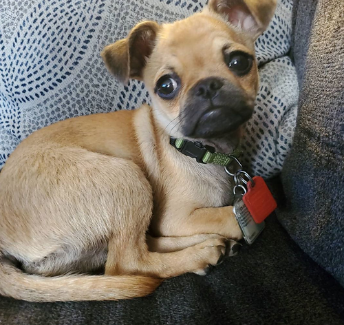 Pug and pekingese mix for cheap sale